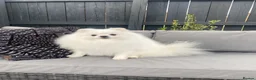 Pomeranian dogs for sale: Stunning White Pomeranian Boy  - Advert 2