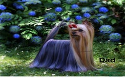Yorkshire Terrier dogs for sale: Miniature Yorkshire terrier - Image 13