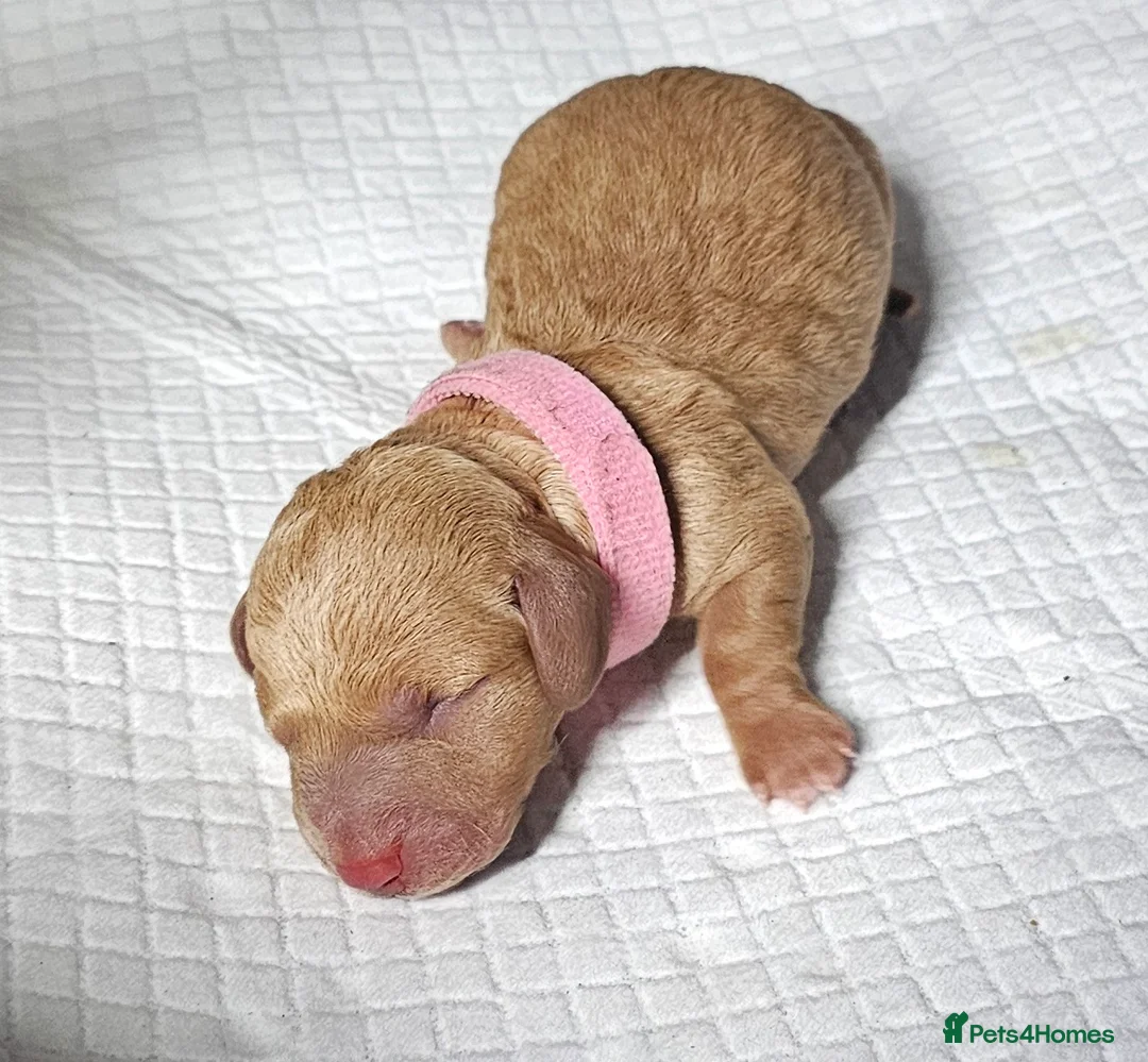 Miniature Dachshund dogs for sale: ⭐️⭐️⭐️⭐️⭐️ CREAM INTENSITY MINIDACHSHUND KCREG🐾❤️ - Advert 2