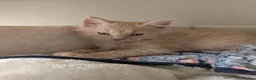 Maine Coon cats for sale: Stunning Tica pedigree boy kitten.  - Advert 9