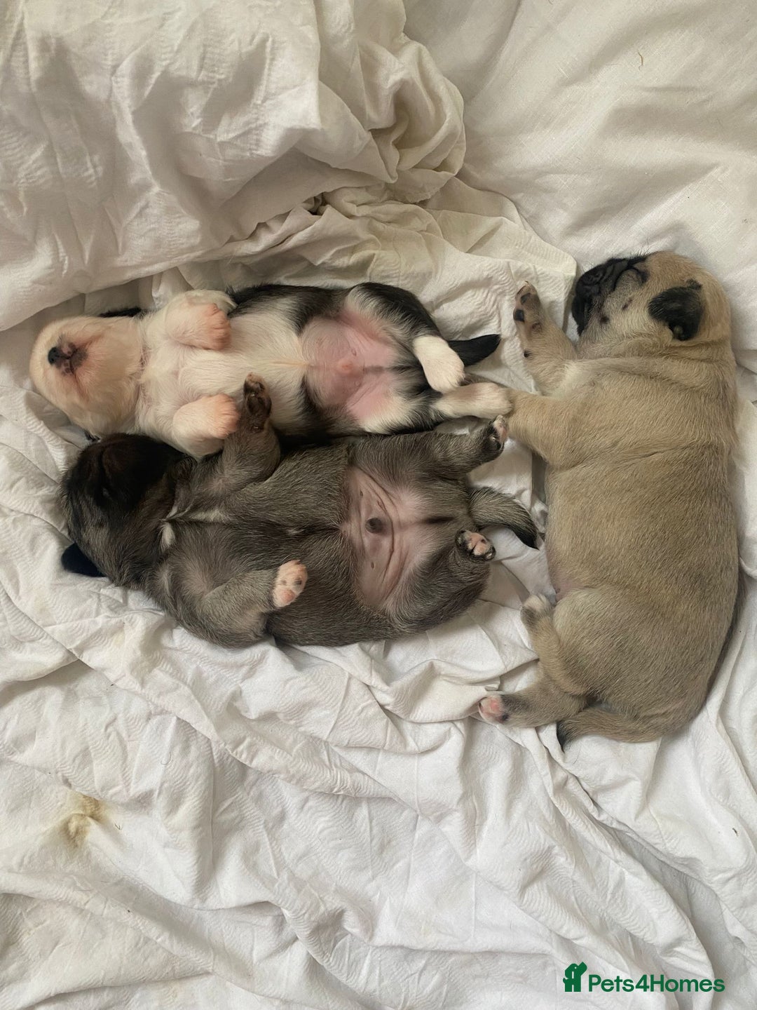 Pug dogs for stud: kc panda pug for stud in Blackpool - Image 14