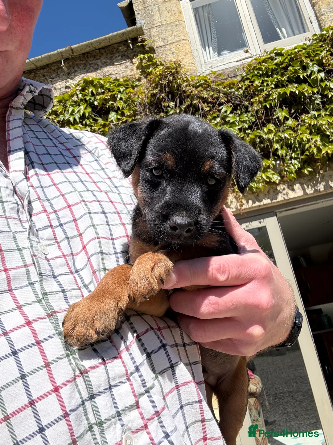 Jack Russell dogs for sale: Black and Tan Jack Russell pups - Advert 3