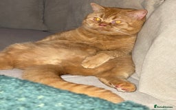 British Shorthair cats for sale: Re homing this Beautiful Boy - Image 14