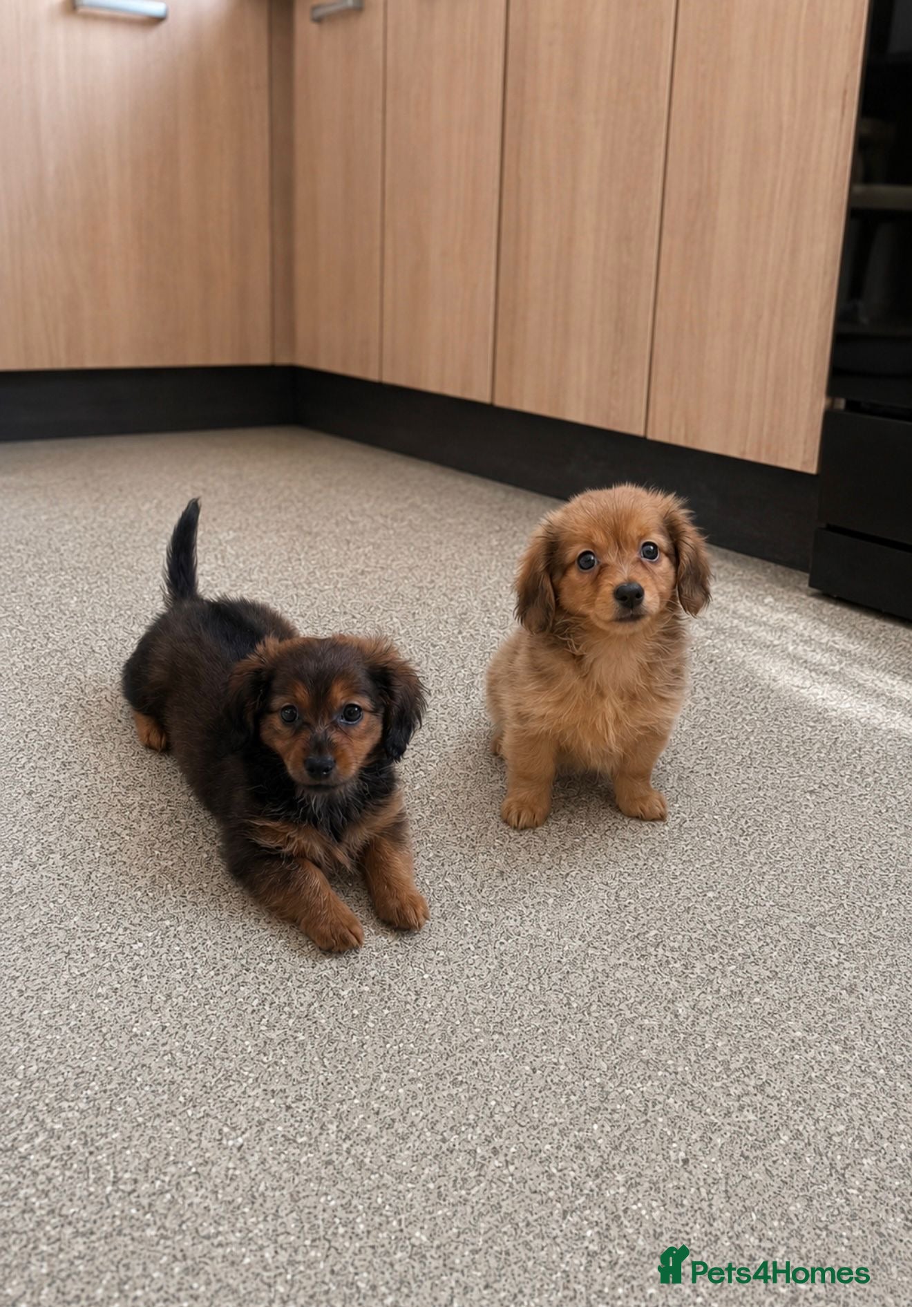 Mixed Breed dogs Adorable Pomeranian x miniature Dachshund Puppies  - Advert 2