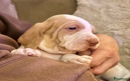 Bracco Italiano dogs for sale: Beautiful Bracco Pupoies - Image 4