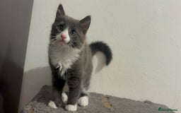 Mixed Breed cats for sale: 4 gorgeous kittens available now  - Image 8