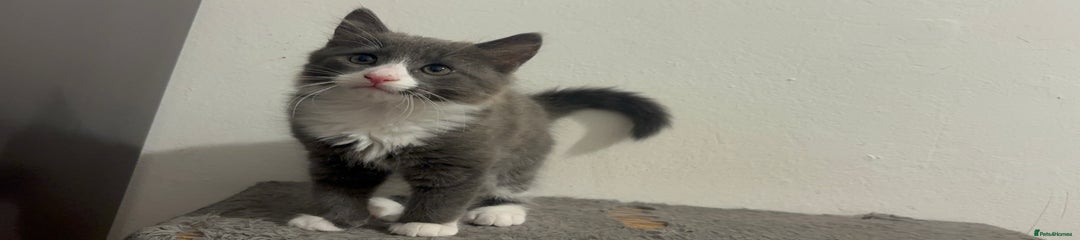 Mixed Breed Kitten 1