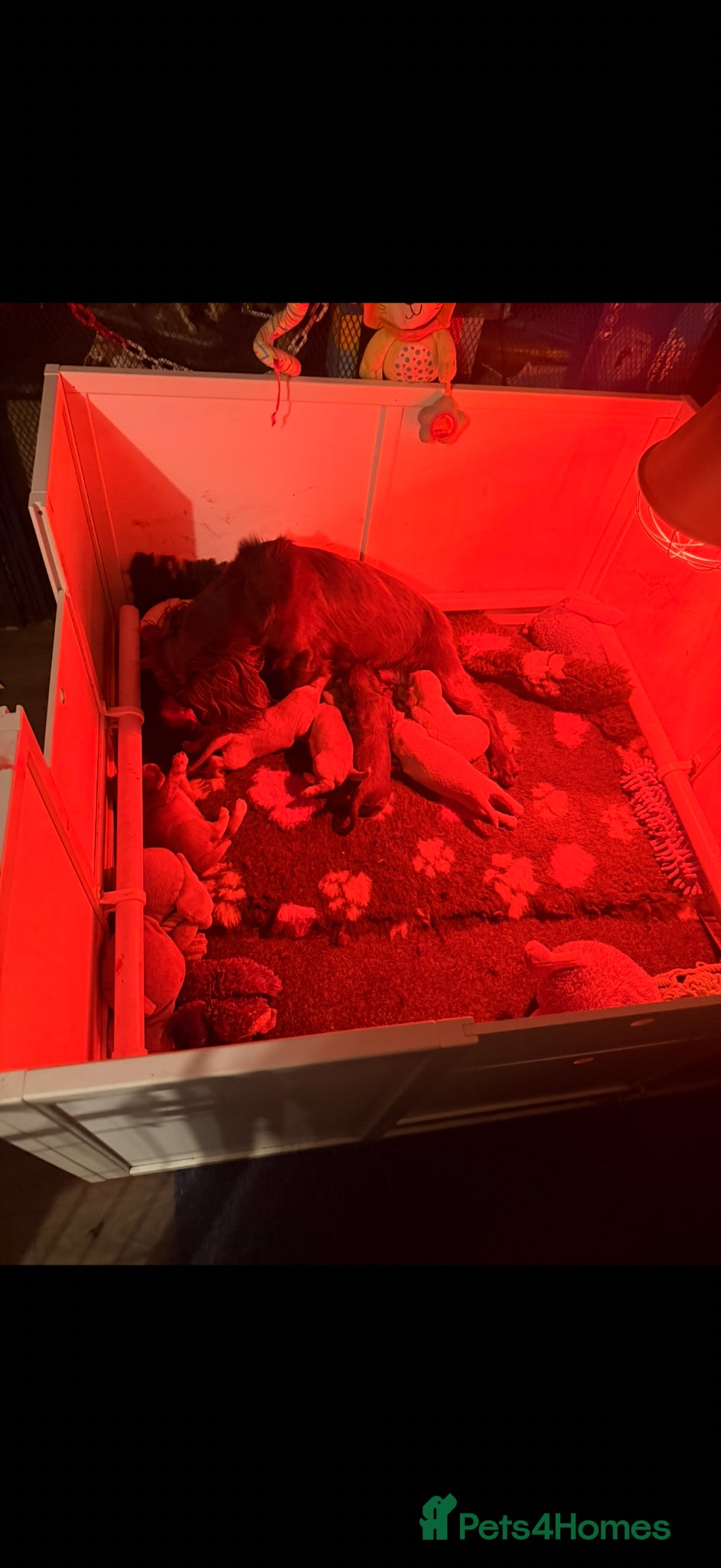 Cocker Spaniel dogs Kc reg cocker spaniels  - Advert 1