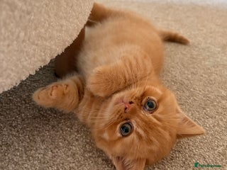 British Shorthair cats TICA Registered British Shorthair Kittens - Advert 10