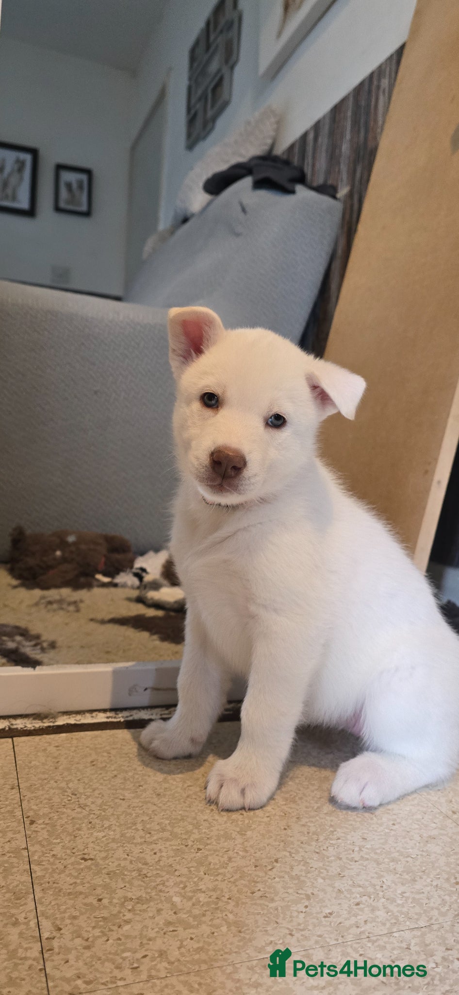 Siberian Husky dogs Litter of 7 white beautiful pups - Advert 3