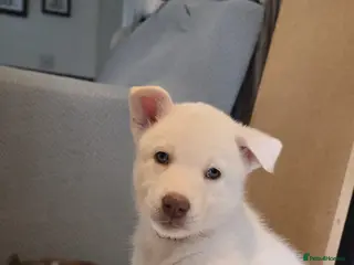 Siberian Husky dogs Litter of 7 white beautiful pups - Advert 3