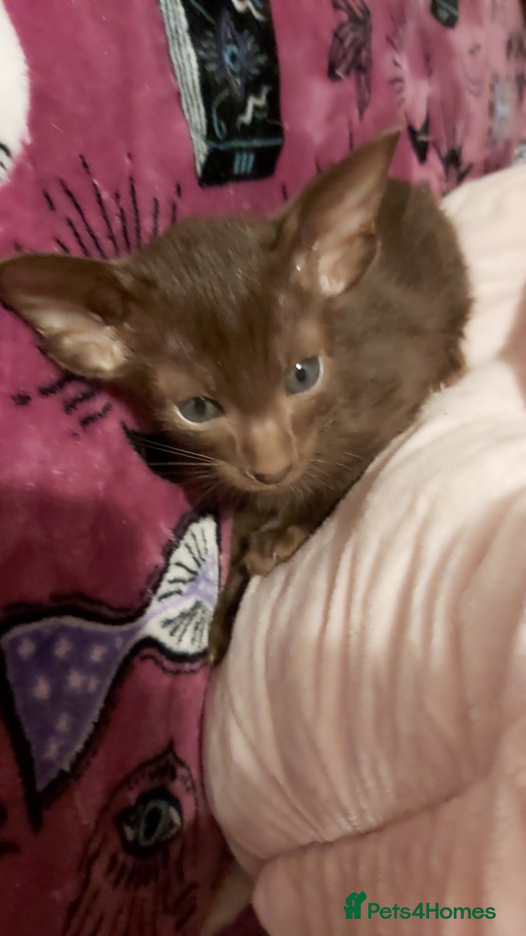 Oriental cats for sale: Full Pedigree Oriental 1 Kitten XL size ears GCCF - Advert 25