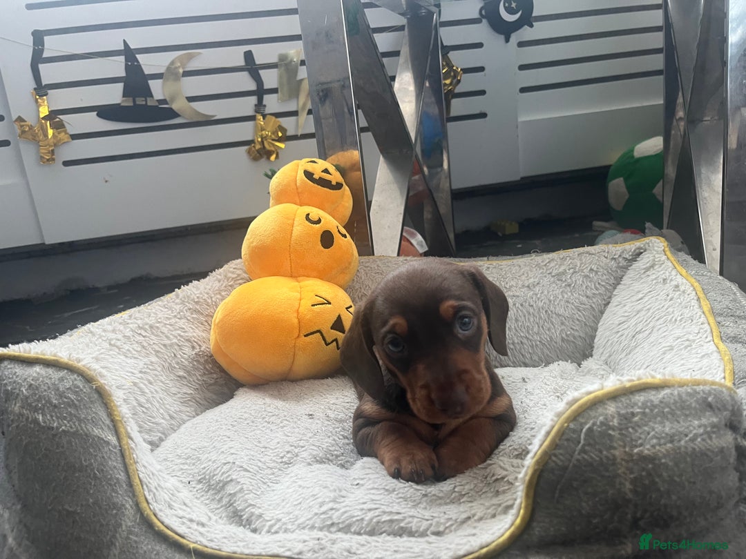 Miniature Dachshund dogs for sale: Miniature Dachshund Boy  - Advert 7