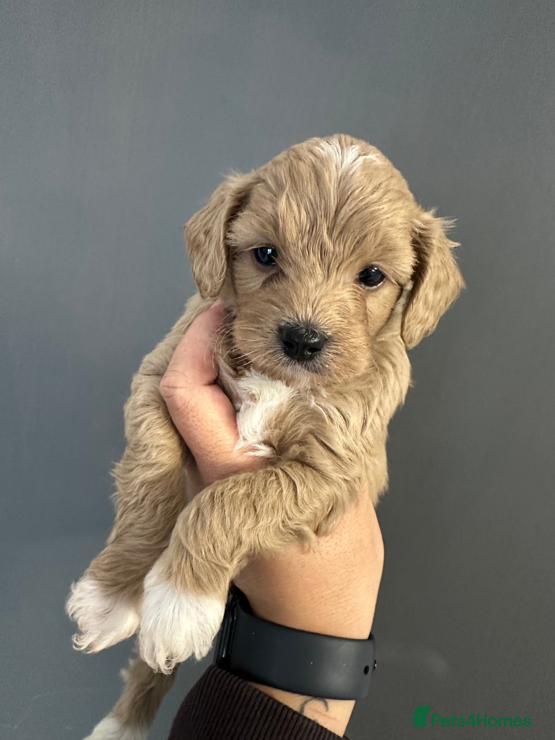 Cavapoo dogs for sale: Amazing quality litter of F1B Cavapoos  - Advert 9