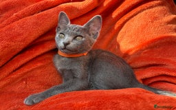 Korat cats for sale: Korat Kittens - Image 12