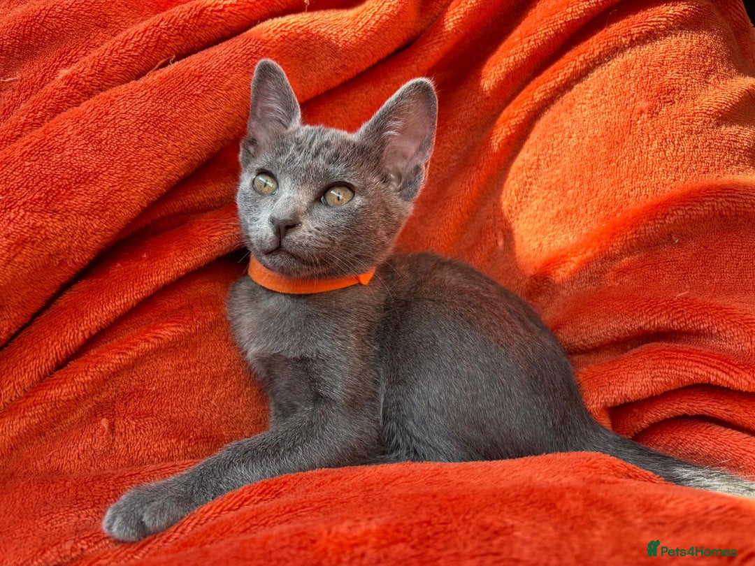 Korat cats for sale: Korat Kittens - Image 12