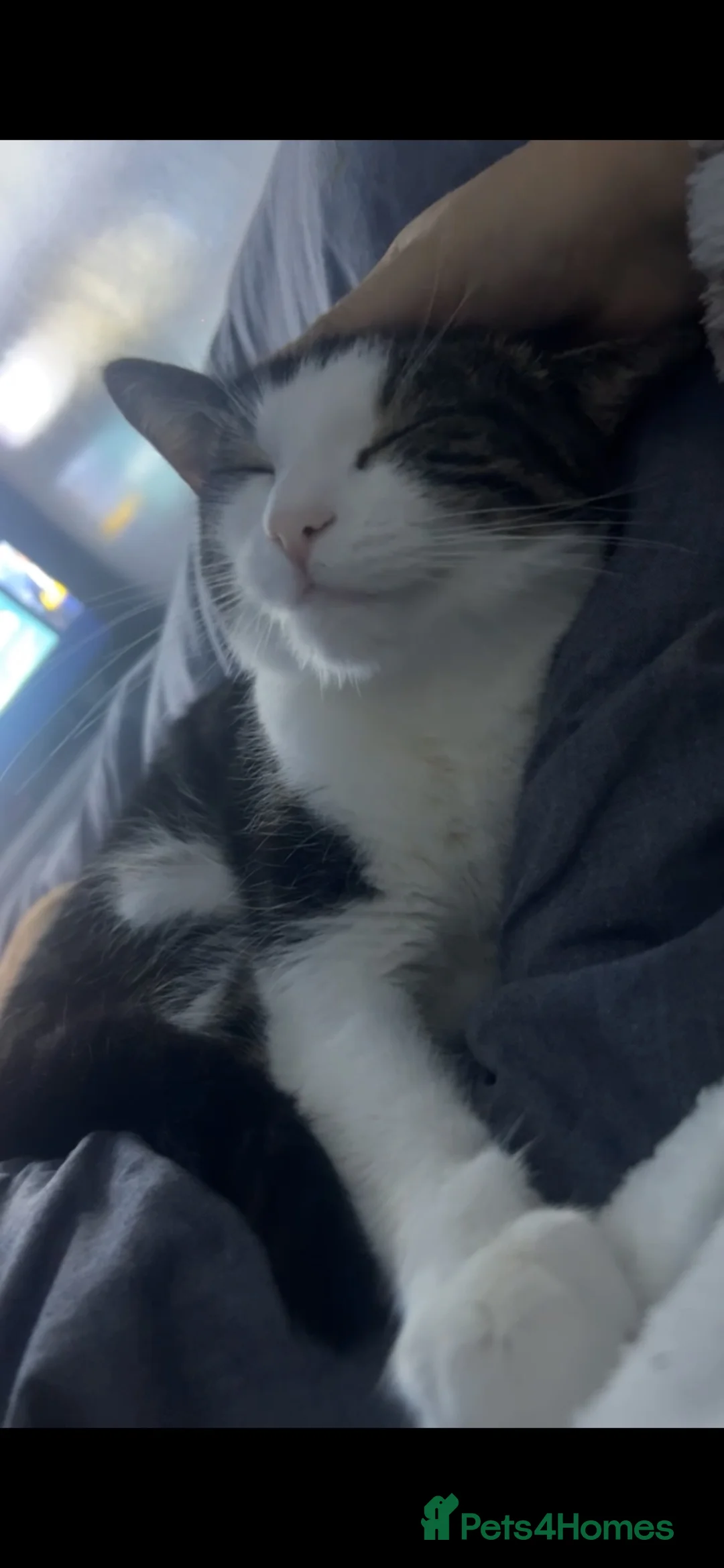 Mixed Breed cats for sale: Carlos, 3 years old🐱 house cat looking for love. in Norwich - Advert 2