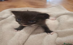 Mixed Breed cats for sale: Mixed colour kittens  - Image 13
