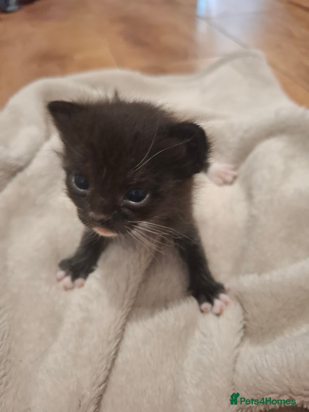 Mixed Breed cats for sale: Mixed colour kittens  - Image 13