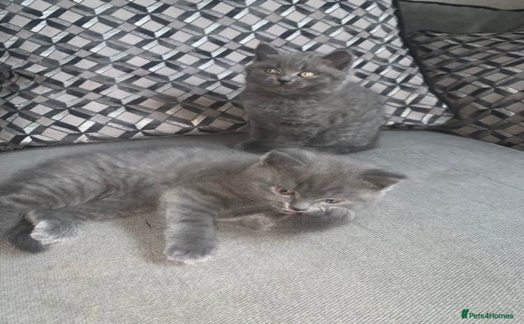 British Shorthair cats - Advert 3