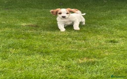 Sprocker dogs for sale: Beautiful Sprocker Puppies - Image 1