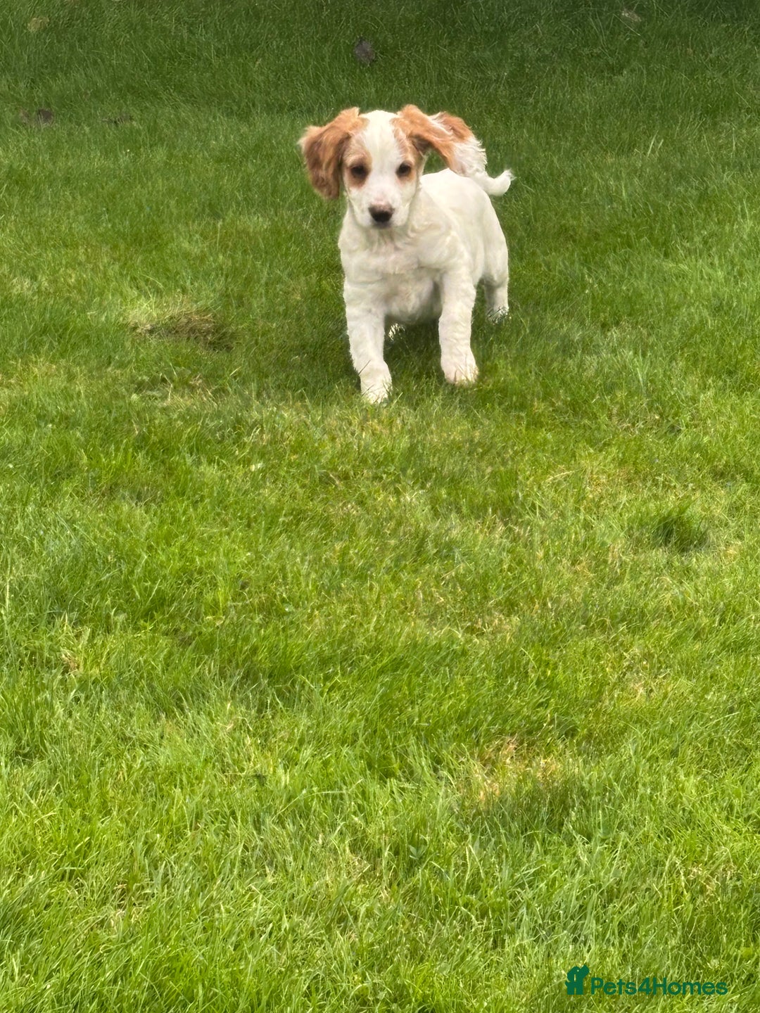 Sprocker dogs for sale: Beautiful Sprocker Puppies - Image 1