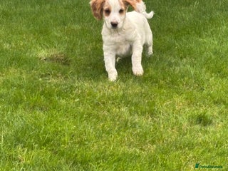 Sprocker dogs - Advert 9