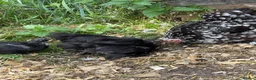 Chickens poultry for sale: Black mottled Pekin bantam pullets  - Advert 1