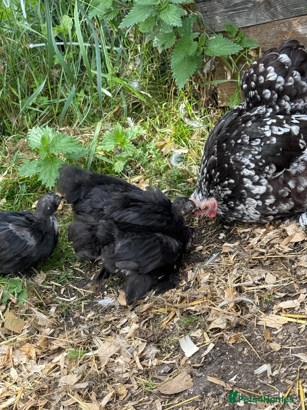 Chickens poultry for sale: Black mottled Pekin bantam pullets  - Advert 1