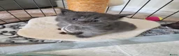 Maine Coon cats for sale: Last 2 GIRLS - Maine Coon X Ragdoll Kittens - Advert 22
