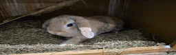 Mini Lop rabbits for sale: Gorgeous female mini lop rabbit up for sale - Advert 5