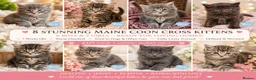 Maine Coon cats for sale: Stunning Maine Coon X Kittens. Ready now. in Ferndown - Advert 2