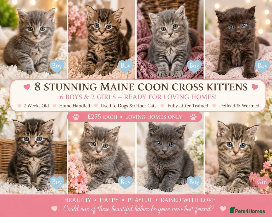 Maine Coon cats for sale: Stunning Maine Coon X Kittens. Ready now. in Ferndown - Advert 2