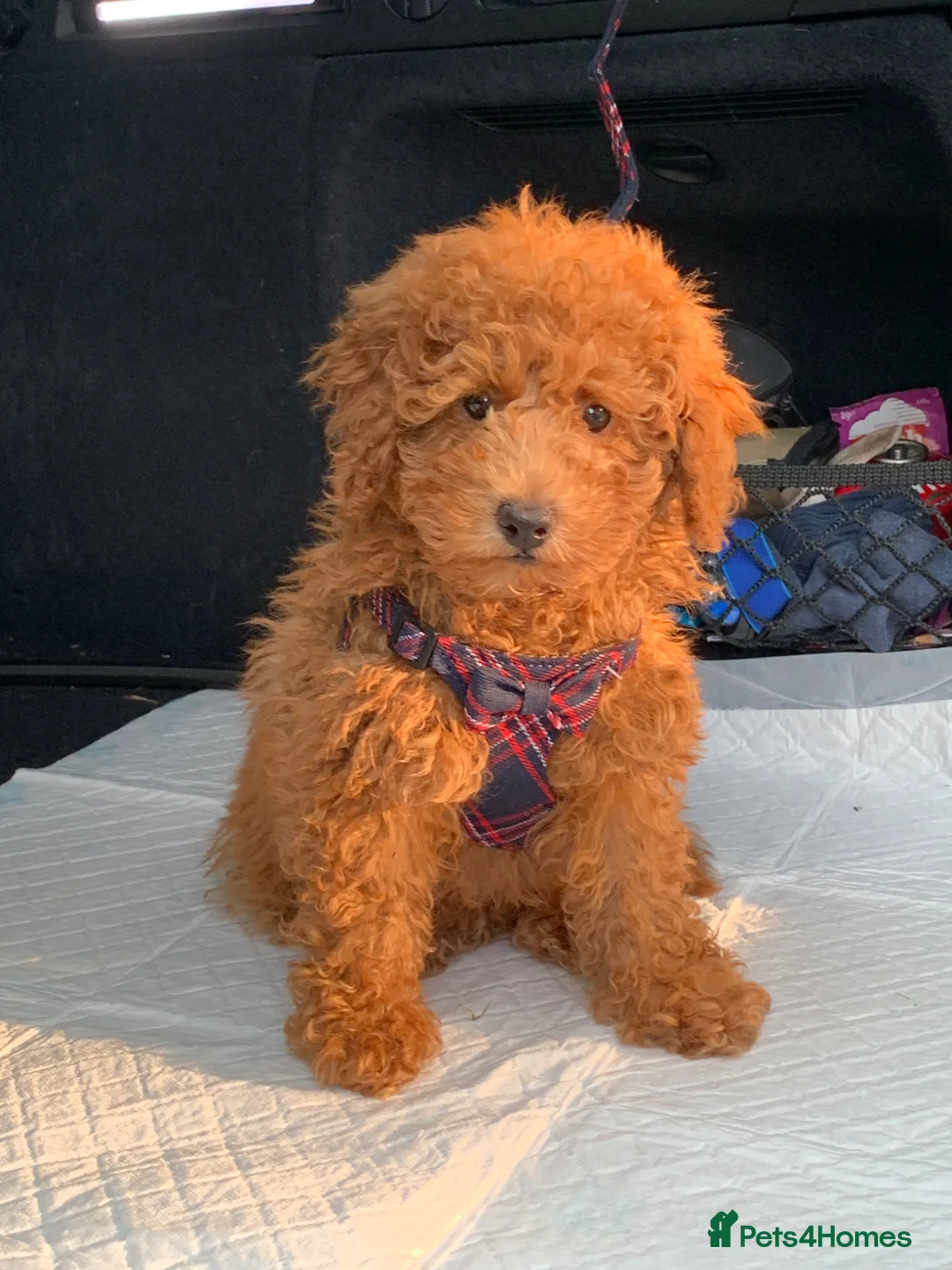 Toy Poodle dogs for stud: STUD TOY POODLE KC REGISTERED  - Advert 24