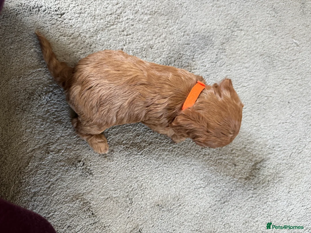Cavapoo dogs for sale: Superb quality Cavapoo Puppies  - Advert 13