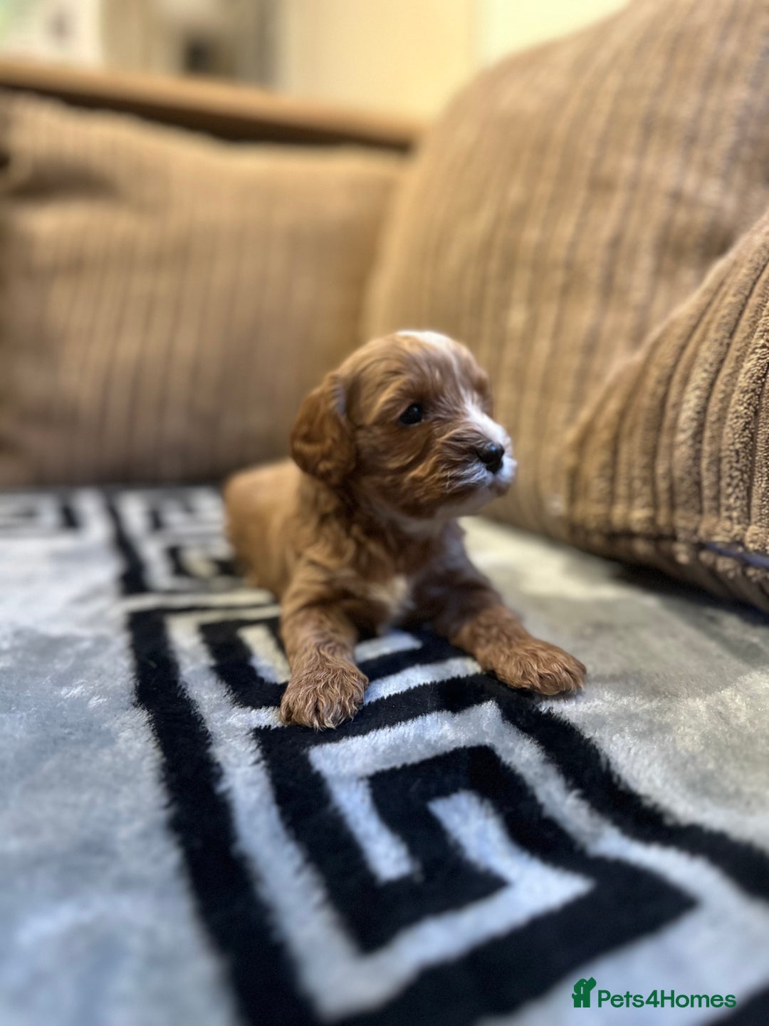 Cavapoo dogs for sale: 🐶 Beautiful Red Cavapoo Puppies – Ready November  - Image 20