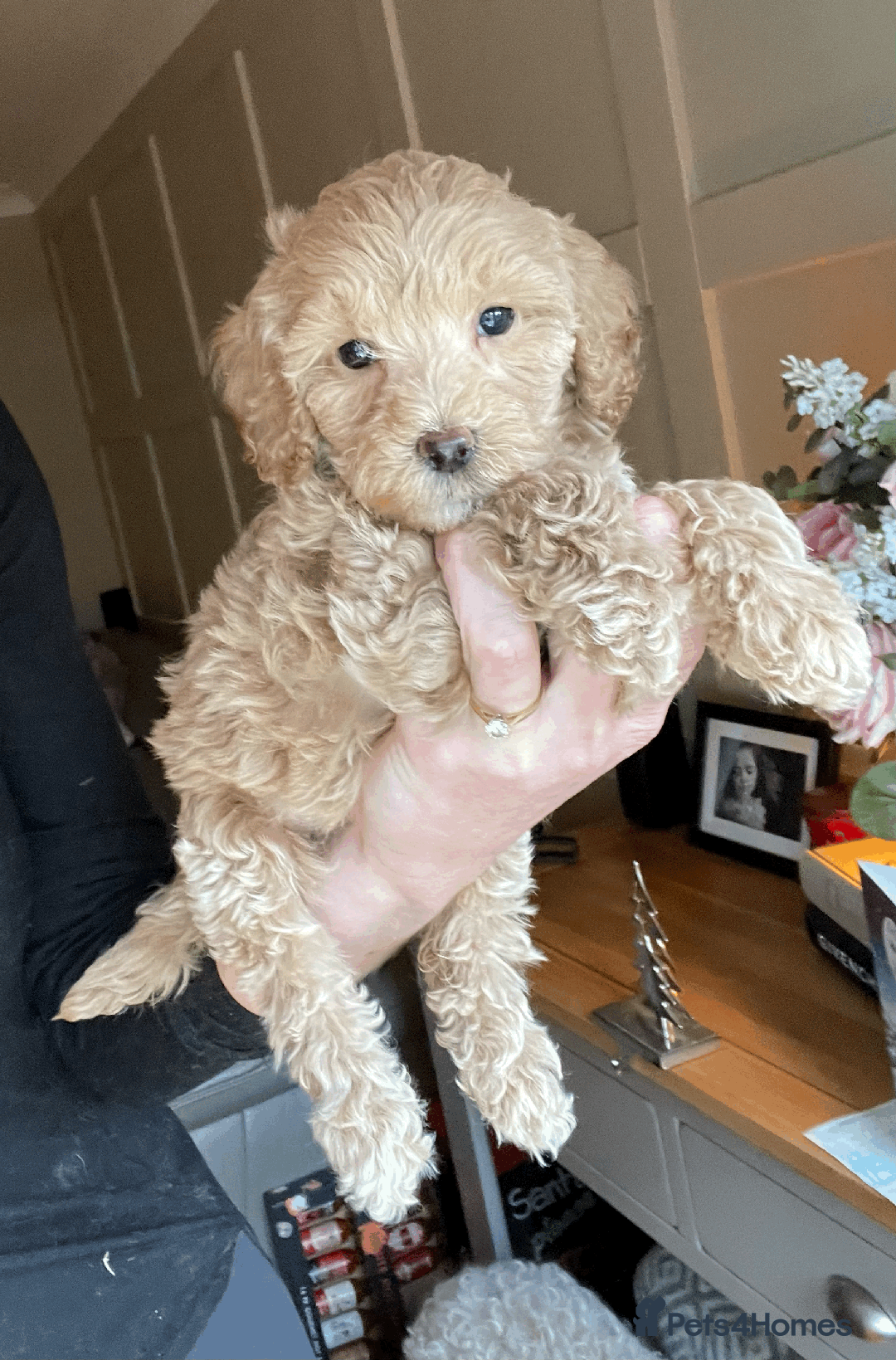 Cockapoo dogs for sale: F1b TOY COCKAPOO PUPS - DNA Health Tested!! - Advert 3