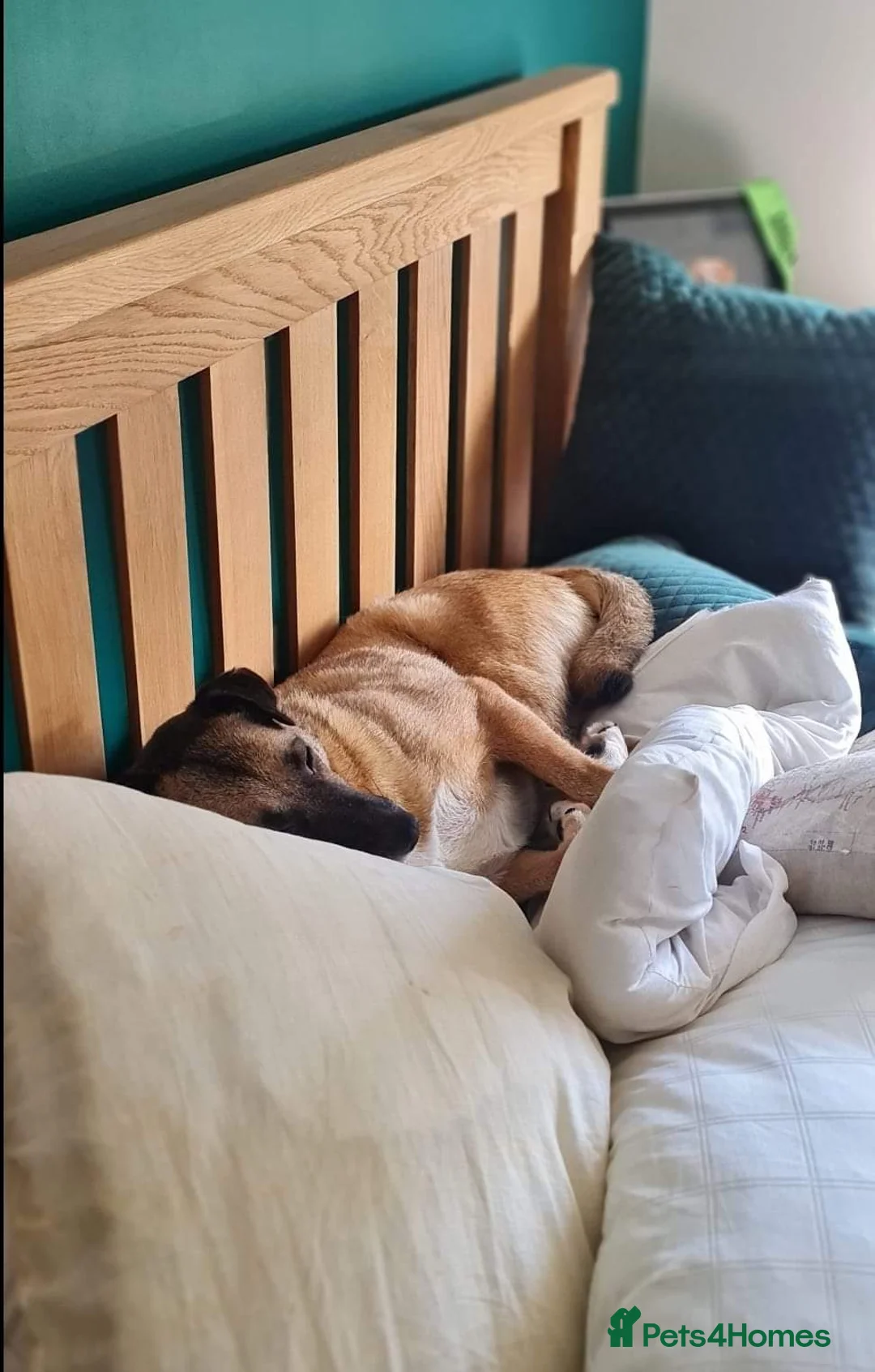 Mixed Breed dogs for adoption: Meet Jakob, currently residing in Cranage, Crew in Crewe - Advert 12