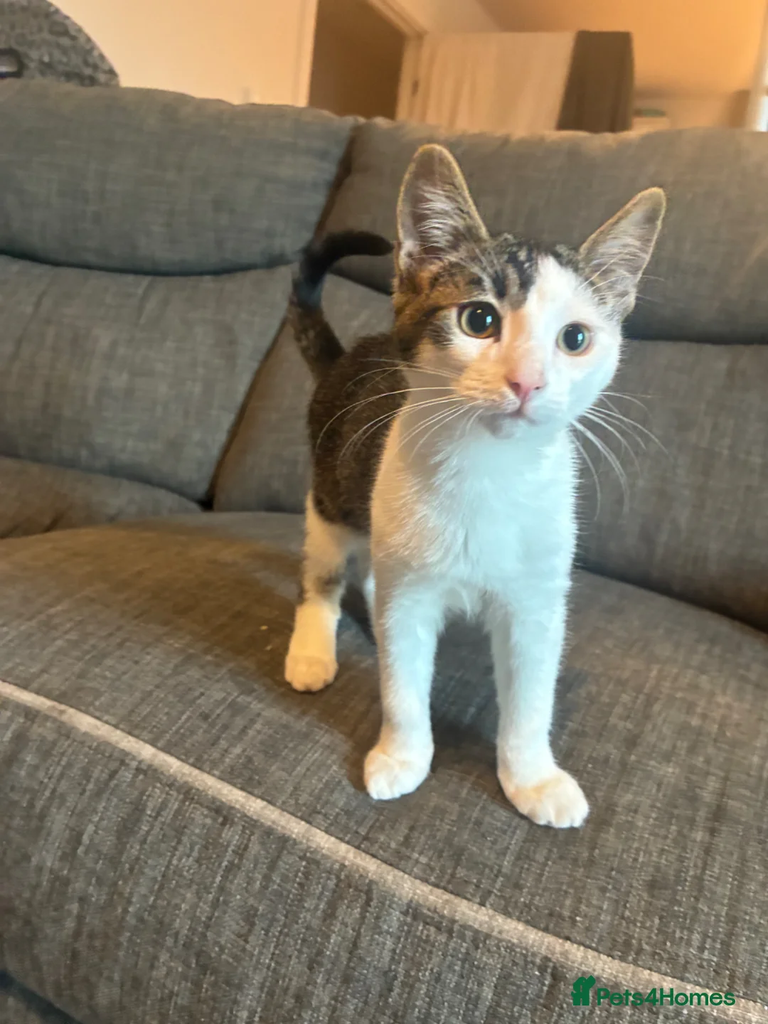 Mixed Breed cats for sale: 2 male kittens  - Advert 1