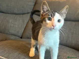 Mixed Breed cats 2 male kittens - Advert 1