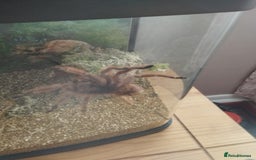 Spiders invertebrates for sale: Various spiders  - Image 2