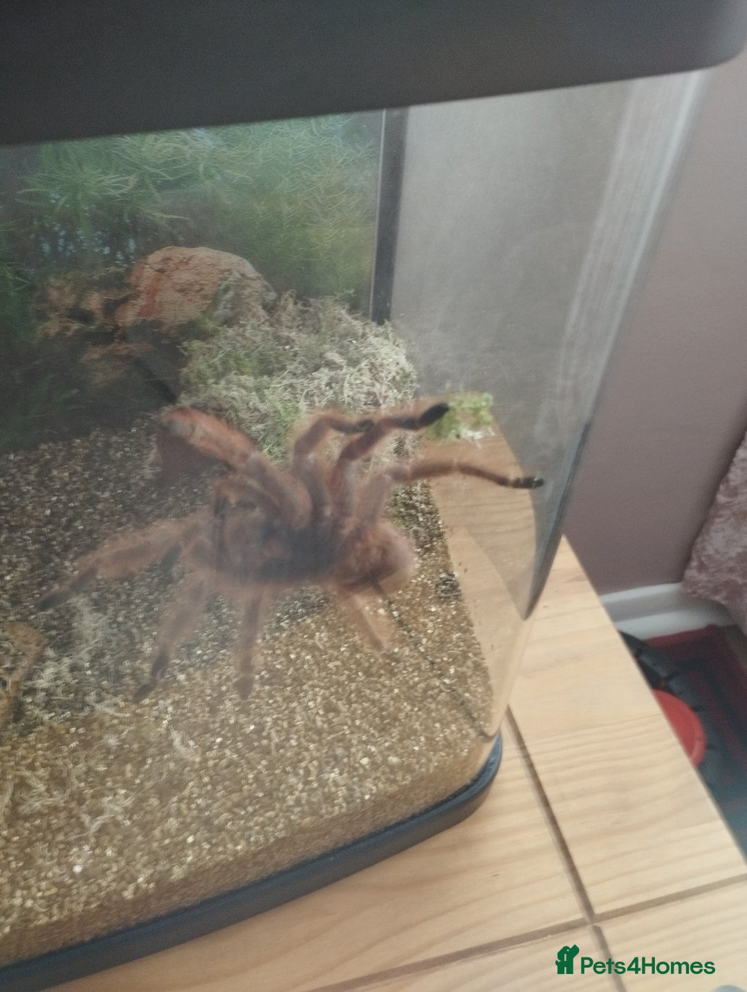 Spiders invertebrates for sale: Various spiders  - Image 2