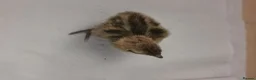 Quail poultry for sale: Mixed Coturnix Quail chicks - Advert 21