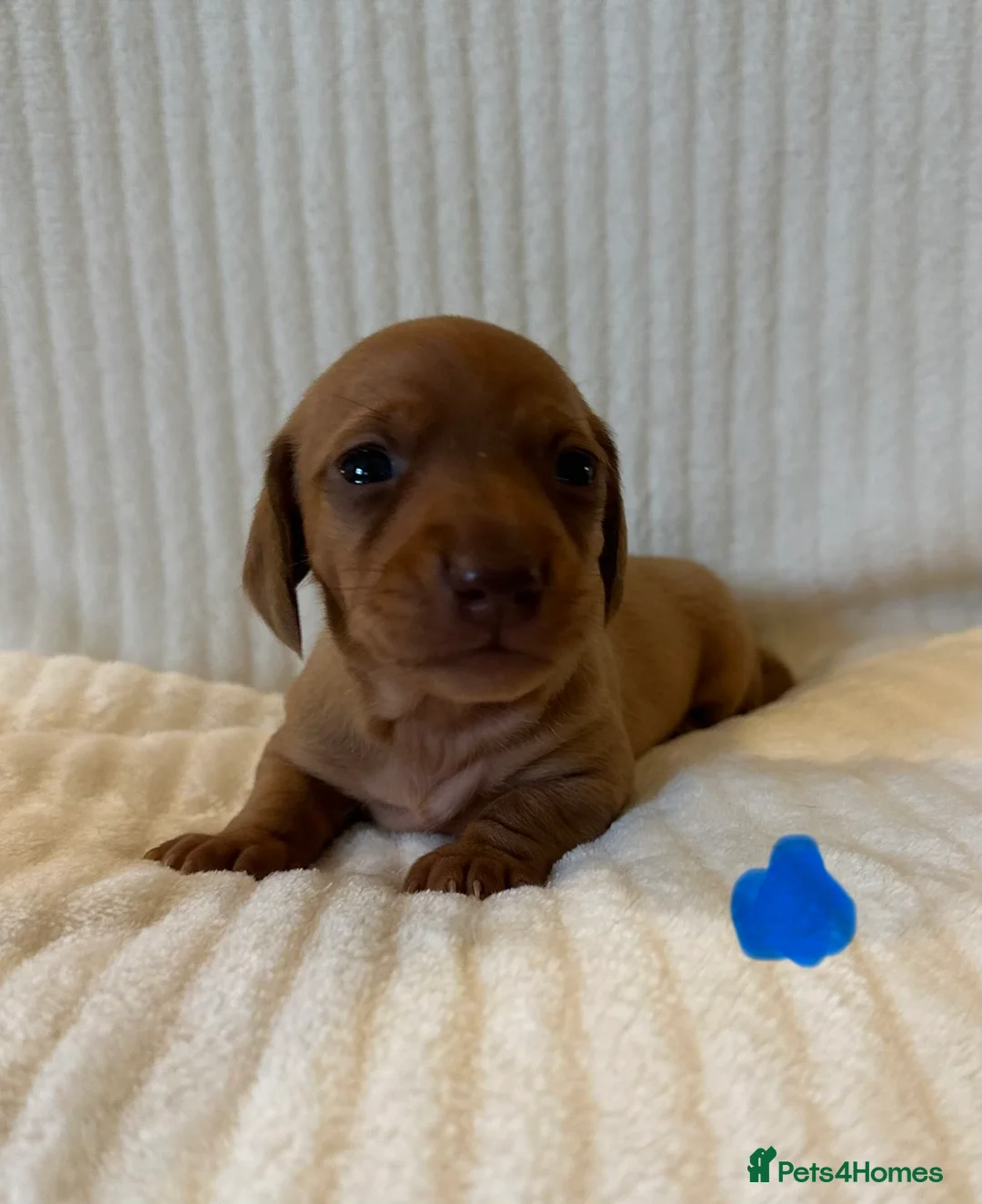 Miniature Dachshund dogs for sale: KC PRA clear miniature Dachshunds - Advert 10
