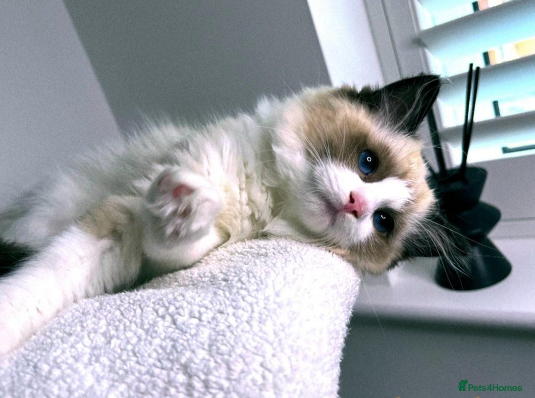 Ragdoll cats for sale: Ready *Pedigree registered Ragdolls  - Image 13