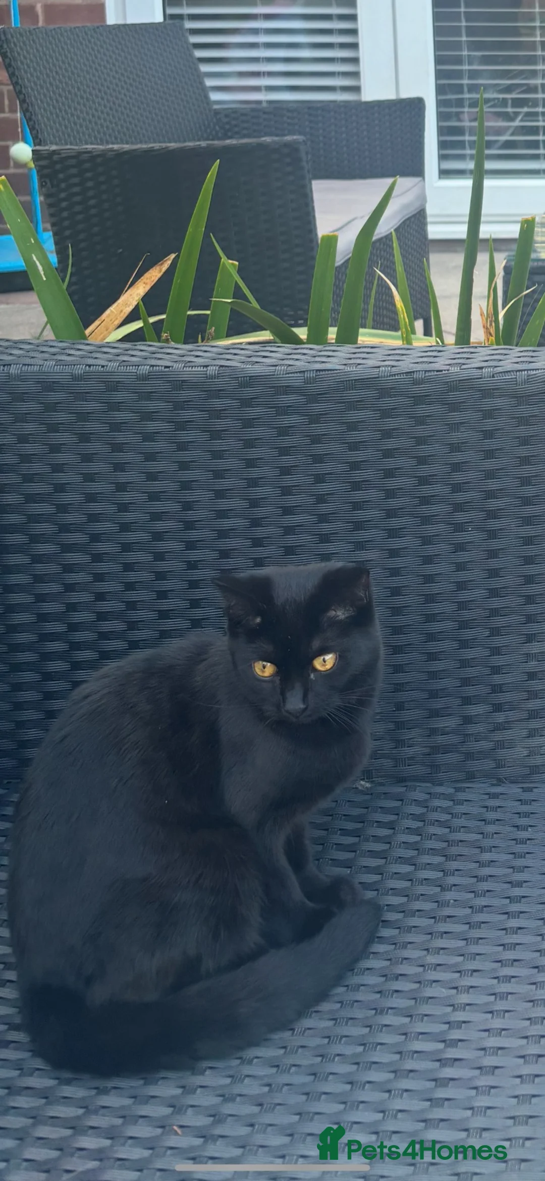 British Shorthair cats for sale: Cherry 🍒🍒 - Advert 2