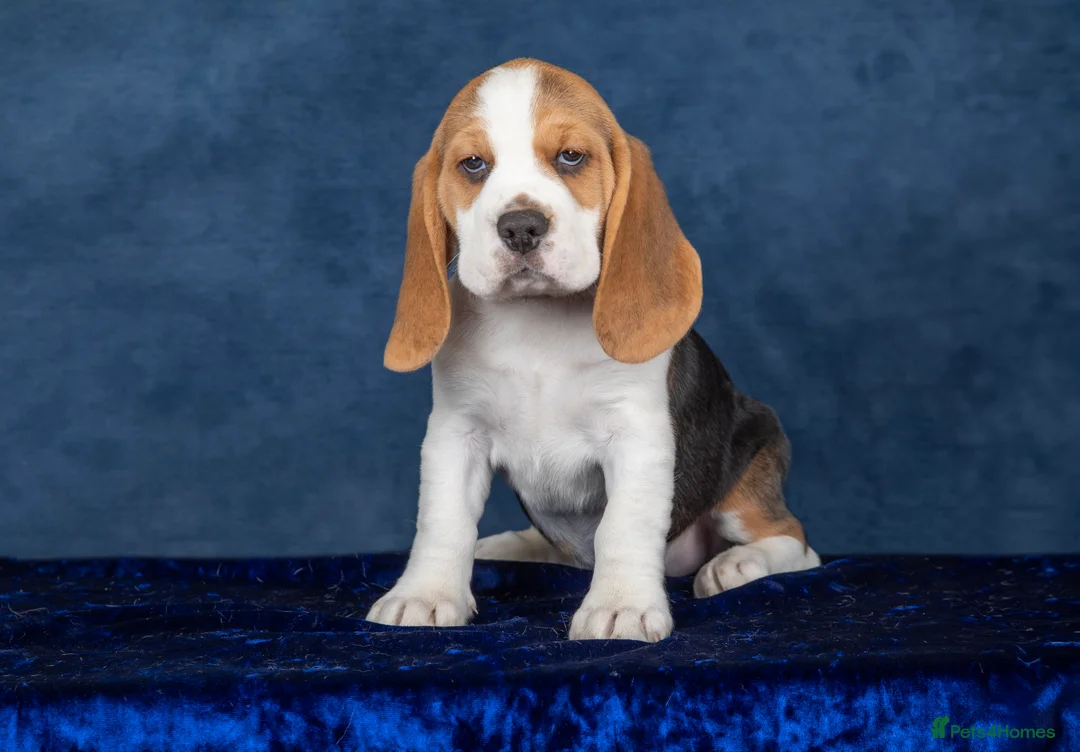 Beagle dogs for sale: CH Sired, Fully Health Tested, KC Reg, Beagle Pups - Advert 29