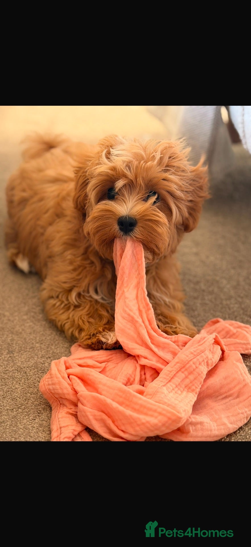 Maltipoo dogs Tiny Maltipoo,KC dna health clear parents 🥰 - Advert 2