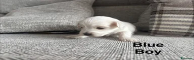 Maltese 4