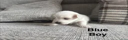 Maltese dogs for sale: Maltese puppies - Advert 5